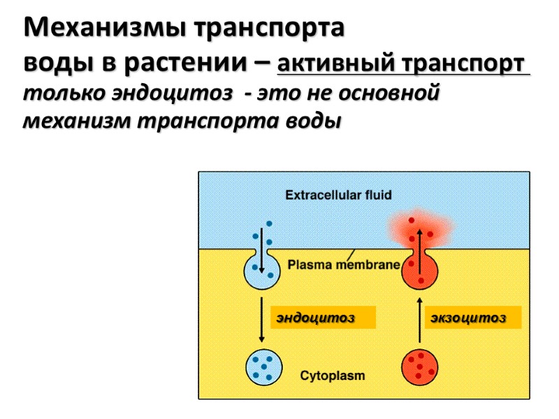 эндоцитоз экзоцитоз Механизмы транспорта  воды в растении – активный транспорт  только эндоцитоз